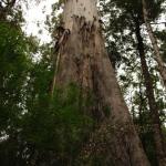 Malt Rest (Otway Park) - Rainforest walk